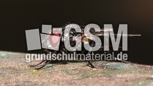 Graue Fleischfliege (3).jpg